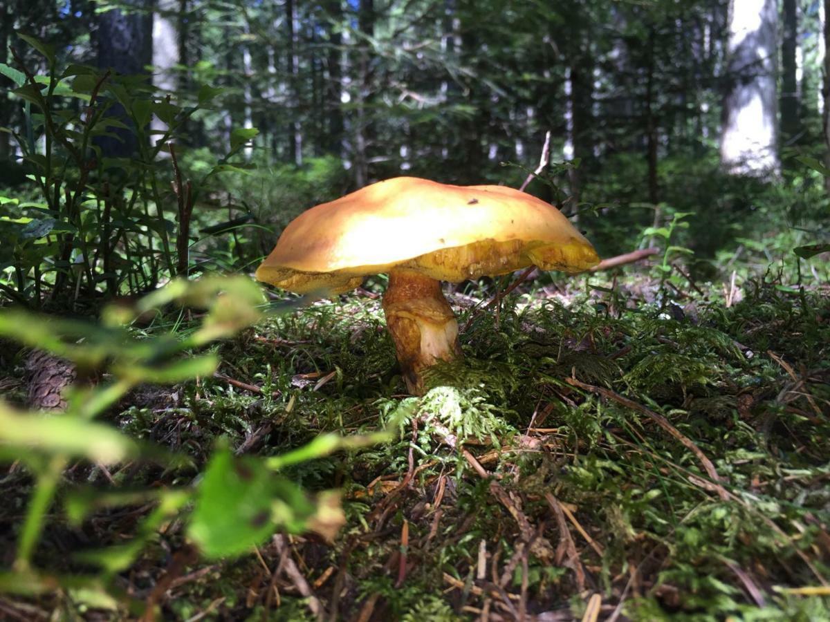 Gluehwuermchenhuette Villa Ratten Buitenkant foto